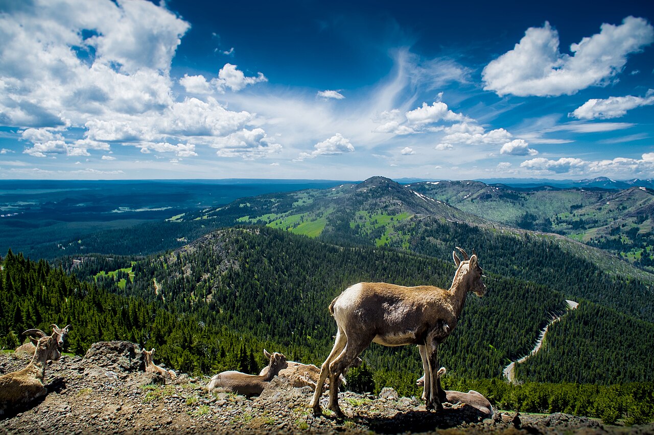 Yellowstone's Mount Washburn: Panoramic Views & Historic Fire Lookout